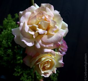 zwei Blüten der Gloria Dei Rose